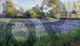 Timothy Easton, Dappled light on the iris field