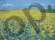 Alan Byrne, Field of sunflowers