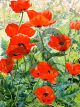 Christopher Ryland, Garden red poppies 