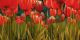 Among the Tulips - Luffarelli Maria Grazia