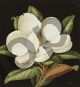 Jenny Barron, Magnolia grandiflora