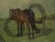 Horse - Mauve Anton