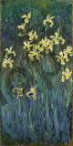 Yellow Irises - Monet Claude