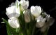 Bouquet of white tulips - Photography