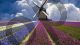 Lavender field and mill - Photography