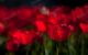 Field of red tulips - Photography