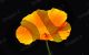 Flower - Photography