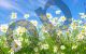 Daisies - Photography