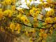 Mimose - Photography
