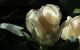 White Rose - Photography