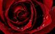 Red Rose - Photography