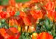 Orange Tulips - Photography