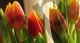 Orange Tulips - Photography