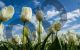 White Tulips - Photography