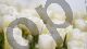 White Tulips - Photography