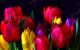 Colorful tulips - Photography