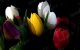 colorful tulips - Photography
