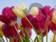 Beautiful Tulips - Photography