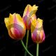 Tulips - Photography