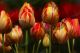 Tulips - Photography