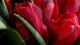 Tulips - Photography