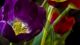 Tulips - Photography