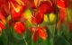 Tulips - Photography