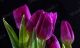 Tulips - Photography