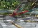 Kirstie Adamson, Red dragonfly