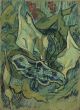 Emperor Moth - Van Gogh Vincent