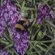Buzz - bumble bee on lavender