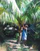 Coconut shade
