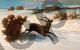 Un Cervo corre nella Neve - Courbet Gustav