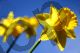 Daffodil line 