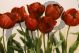 Ruby Tulips - Hristova Albena