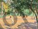 John Lavery, Orange trees at Cannes