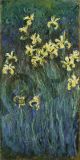 Iris Gialli - Monet Claude