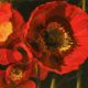 Red Poppy Trio 1 - Novak Shirley