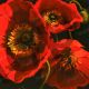 Red Poppy Trio 2 - Novak Shirley