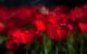 Campo di tulipani rossi - Photography