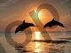 Dolphins - Photography