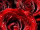 Rose Rosse - Photography