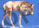 Przewalski foal