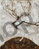 Small Tree in Late Autumn - Schiele Egon