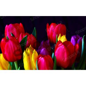 Colorful tulips - Photography