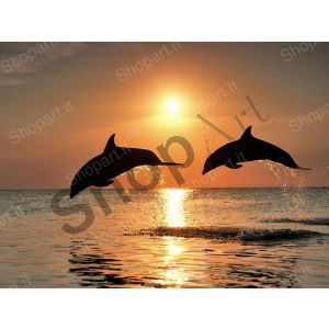 Dolphins - Photography