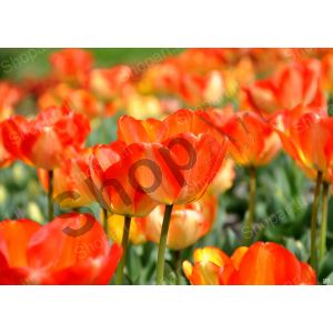 Orange Tulips - Photography