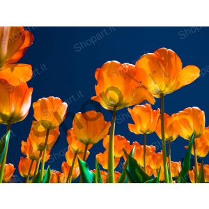 Tulips - Photography