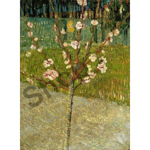 Almond Tree In Blossom - Van Gogh Vincent
