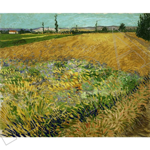 Vincent Van Gogh Campo Verde Stampa su Tela Vernice Pennellate Poster su Tavola 